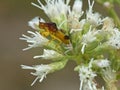 Ambush Bug in White Flower Cluster Royalty Free Stock Photo