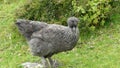 Close-up of Ameraucana chicken, Huaraz, Peru Royalty Free Stock Photo