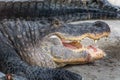 Close up American alligator head with open jaw Royalty Free Stock Photo
