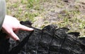 American Alligator tail with cut scute for tag and release research program