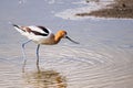 Close up of American avocet Recurvirostra americana bird looking for food in the tidal marshes of Alviso, Don Edwards San Royalty Free Stock Photo