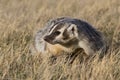 Close-up of american badger at sunrise on prairie Royalty Free Stock Photo