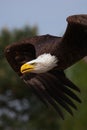 Close-up of an American Bald Eagle in flight Royalty Free Stock Photo