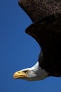 Close-up of an American Bald Eagle in flight Royalty Free Stock Photo