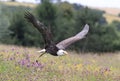 Close up of an American Bald Eagle Royalty Free Stock Photo