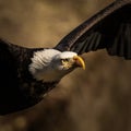 close up of American Bald Eagle in flight Royalty Free Stock Photo