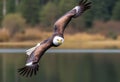 A close up of an American Bald Eagle Royalty Free Stock Photo