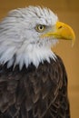 AMERICAN BALD EAGLE - Haliaeetus leucocephalus in a zoo environment Royalty Free Stock Photo