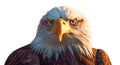 Close-up of an American Bald Eagle Head Isolated on a White Background - Generative AI