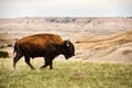 Close up American Bison Buffalo isolated in Badlands National Park at sunset, South Dakota, prairie mammal animals, grazing Royalty Free Stock Photo