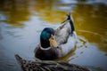 Close up of an American Black Mallard in a shiny pond water