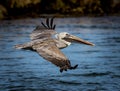 Close up of the American Brown pelican as it flies into the Venice Jetty Royalty Free Stock Photo