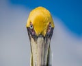 Close up of American Brown pelican in colorful breeding plumage Royalty Free Stock Photo