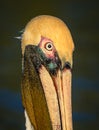 Close up of American Brown pelican Royalty Free Stock Photo