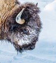 Close up of American buffalo or bison grazing in winter Royalty Free Stock Photo