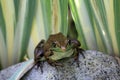 Close up, front view of an American Bullfrog sitting on a rock