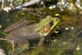 Close-up of American Bullfrog Sitting in Wetlands Royalty Free Stock Photo