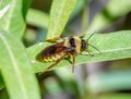 American Bumble Bee Royalty Free Stock Photo