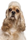 Close-up of American Cocker Spaniel, 1 year old Royalty Free Stock Photo