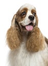 Close-up of an American Cocker Spaniel, looking away, isolated Royalty Free Stock Photo