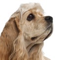 Close-up of American Cocker Spaniel puppy Royalty Free Stock Photo