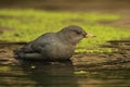 Close up of an American Dipper standing in water with green algae Royalty Free Stock Photo
