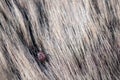 Close up of American dog tick crawling animal fur. These arachnids a most active in spring and can be careers of Lyme disease or