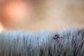 Close up of American dog tick crawling animal fur. These arachnids a most active in spring and can be careers of Lyme disease or