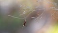 Close up of American dog tick crawling on the grass stem in nature. These arachnids a most active in spring and can be careers of
