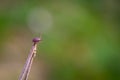 Close up of American dog tick crawling on the grass stem in nature. These arachnids a most active in spring and can be careers of