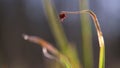 Close up of American dog tick mating on the grass stem in nature. These arachnids a most active in spring and can be careers of
