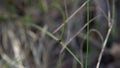 Close up of American dog tick waiting on the grass while man in rubber boots walks past. These arachnids a most active in spring