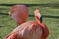 Close-up of American flamingo Phoenicopterus ruber at sunset. Royalty Free Stock Photo