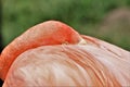 Close-up of American Flamingo Sleeping Royalty Free Stock Photo