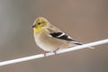 Close-up of an American Goldfinch with its winter plumage perched on a blurred background Royalty Free Stock Photo