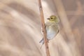 Close-up of an American Goldfinch with its winter plumage perched on a blurred background Royalty Free Stock Photo