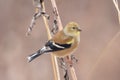 Close-up of an American Goldfinch with its winter plumage perched on a blurred background Royalty Free Stock Photo