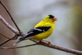 Close up of an American goldfinch Spinus tristis perched on a tree limb during spring. Royalty Free Stock Photo