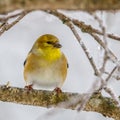 Close up of an American Goldfinch Spinus tristis perched on a tree limb during winter. Selective focus, background blur and fore Royalty Free Stock Photo
