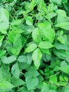 Close up of american groundnut plant