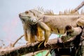 American iguana in an indoor habitat