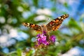 A close up of an American Lady butterfly. Royalty Free Stock Photo