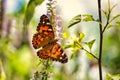 A close up of an American Lady butterfly. Royalty Free Stock Photo