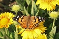 American Lady Butterfly and Yellow Gaillardia Flowers Royalty Free Stock Photo