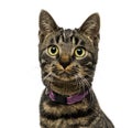 Close-up of an American Polydactyl wearing a collar Royalty Free Stock Photo