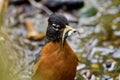 Close up of american robin with chum salmon fry in its beak Royalty Free Stock Photo