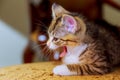 Close up of american shorthair cat sitting in the chair Royalty Free Stock Photo