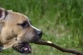 Close up of American Staffordshire Terrier profile playing with Royalty Free Stock Photo