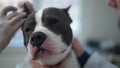 Close-up American Staffordshire Terrier with unrecognizable veterinarian instilling ear drops in slow motion. Headshot