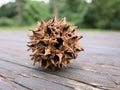 Close up of American sweetgum fruit on a picnic table